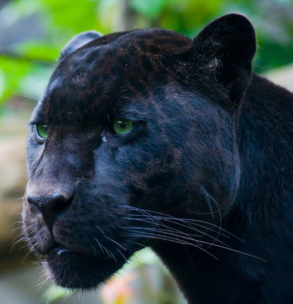 Blackpanther - 28.jpg